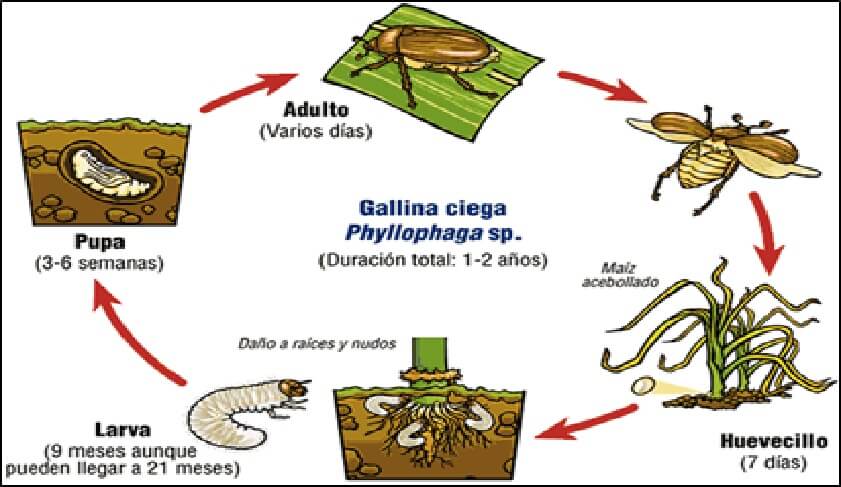 Manejo Integrado de la Gallina Ciega | Intagri S.C.